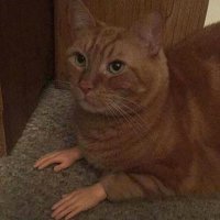 Кот с человеческими руками?