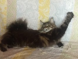 16 фотографий, которые доказывают, что величественные мейн-куны тоже бывают нелепыми