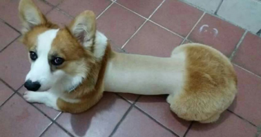 Порода Куебака!?))))