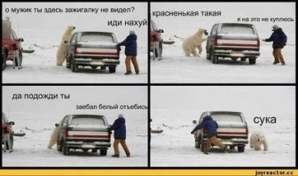 В мире животных: медвежонок чуть не растерзал дразнившего его парня