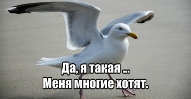 Веселые фотки с надписями