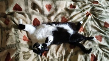 Взяли с женой у бабульки возле метро тощего котёнка.
Результат на фото. Панда, 4 года.