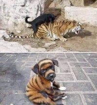 Прикольные и смешные картинки