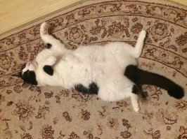 Наш двортерьер.