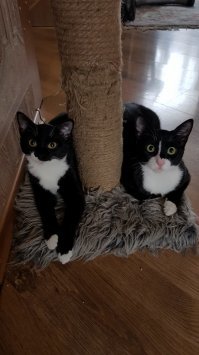 Мы с женой ходили кормить кошек в соседний двор. И вот однажды там появились котята. Дело было перед зимой. Итог на фото. 1 только взяли домой. 2 через 6 месяцев.