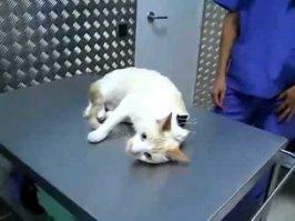 самого главного способа не описали ))) помогает когти коту стричь )