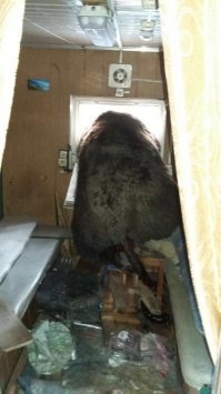 это не медвежонок. ему как минимум 2-3 года, а это уже серьезно.
для него человечина всего лишь еда. причем настолько легкая добыча, что для нас муху прихлопнуть.  остальные фото не буду показывать. так как там уже обглоданные охотники. у которых были ружья. а этот дебил обыкновенный