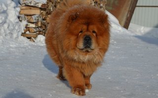 Чау-чау !!!