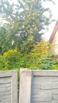 Природа всегда отвоюет, если человек не мешает. В июле 2014-го пришлось бросить свой дом в Донецке. Вчера друг прислал фотки. Замечу, что весь дикий виноград на участке я изничтожил к 2012-му году, акации на участке не было вообще.