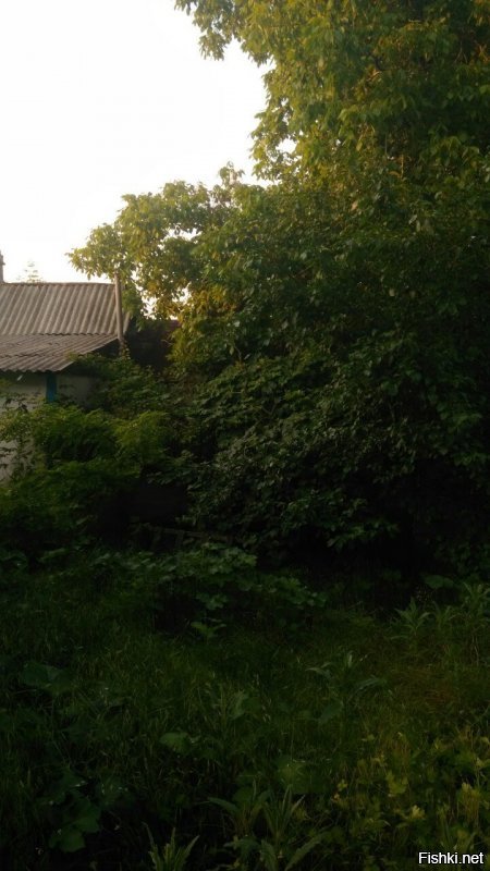 Природа всегда отвоюет, если человек не мешает. В июле 2014-го пришлось бросить свой дом в Донецке. Вчера друг прислал фотки. Замечу, что весь дикий виноград на участке я изничтожил к 2012-му году, акации на участке не было вообще.