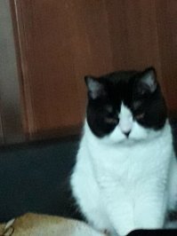 Кошечка подруги. Правда, не очень удачное фото.