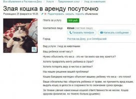 20 причин, по которым котов лучше не злить