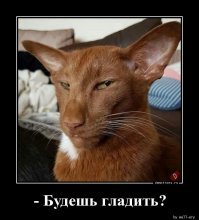 20 причин, по которым котов лучше не злить