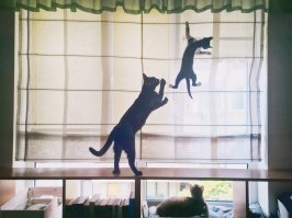 Наши, конечно, не одинокие - стадом носятся :) Работаем дома, поэтому не скучают. Но, когда уезжаем в путешествие, по возвращению видим дома полный разгром: на полу всё, что могло быть, римские шторы с окон содраны, лампочки в стойке выбиты. Но встречают очень тепло, прямо дерутся за место на руках - дня два ходят сзади хвостами и в глаза заглядывают :)