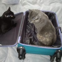 Наши, конечно, не одинокие - стадом носятся :) Работаем дома, поэтому не скучают. Но, когда уезжаем в путешествие, по возвращению видим дома полный разгром: на полу всё, что могло быть, римские шторы с окон содраны, лампочки в стойке выбиты. Но встречают очень тепло, прямо дерутся за место на руках - дня два ходят сзади хвостами и в глаза заглядывают :)