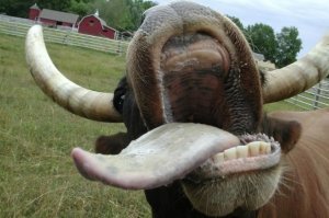 Я тебе заявляю, как фермер. Коровы на пастбище увидев полиэтиленовый пакет, а особенно если он пахнет чем то съедобным попытаются его сожрать. Даже попробовав и начав его жевать выплюнуть его уже не смогут из-за своеобразного строения полости рта и языка. На языке и слизистой рта находятся шипы направленные внутрь, что не дает возможности животному самостоятельно удалить изо рта то, что попало случайно или по глупости.