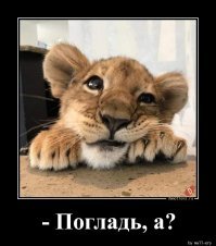 Дикие кошки