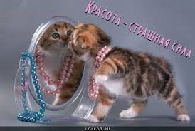 Несколько фото питомцев с необычным окрасом