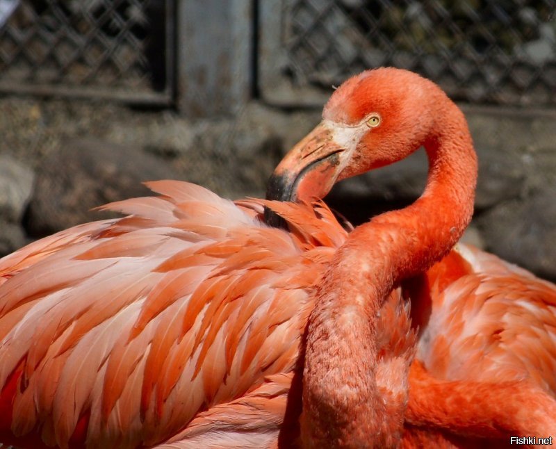 "Бледные и потерявшие цвет" фламинго в Московском зоопарке (фото мое):