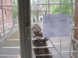20 причин, по которым котов лучше не злить
