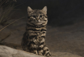 Небольшой такой котик весом до полутора килограмм, обитает на юге Африки в пустынях и буше. Охотятся эти пушистые твари по ночам, перемещаясь при этом по 25-30 км. По дороге убивают и съедают всё, что могут убить и съесть. Обычно это скорпионы, мыши, крысы, птицы и мелкие рептилии. Хвостатые киллеры признаны лучшими охотниками, так как совершают одно убийство каждые 50 минут, причем 60% атак завершаются смертью жертвы. Это от 10 до 14 убийств за ночь, или 3600-5100 убийств за год.

Кстати, у тигра только 10% атак успешны. Львы могут похвастаться 30% удач. Леопарды хороши, у них 38%. А вообще классно атакуют гепарды, у них аж 58% успешных атак, но черноногие кошки – лучше!