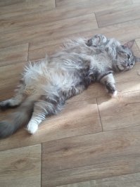 Моя кошка.
