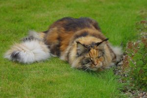 Приготовились....