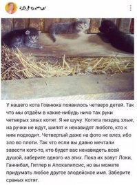 20 причин, по которым котов лучше не злить