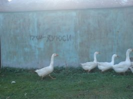 40 надписей на асфальте, которые бескомпромиссны, как жизнь в России