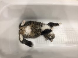 почти мейкун))) ну по размеру точно