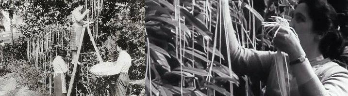 Пипец, я думал они на деревьях растут!