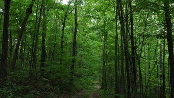 В России есть уникальный лиановый субтропический лес.Единственный в России.Самый северный субтропический лес на планете.Это Самурский лес,и находиться он на самом юге страны,в Южном Дагестане.Но скоро мы можем его лишиться.Питает лес,река Самур.Уже много лет власти продают часть воды соседнему Азербайджану.Это негативно сказывается на природе уникального леса.Экологи и простые люди бьют тревогу,и просят власти обратить внимание на проблему.И они обратили.Начали строить канал,который разделит реку ,чтобы еще больше воды шло в Азербайджан.Это окончательно убьет заповедник.Люди периодически выходят на протесты,но по центральным каналам этого не показывают.Наиболее активных выступающих задерживает полиция.Держат несколько суток,выписывают огромные штрафы,чтобы другим неповадно было.Кроме того,лес продают под дачи для богачей.Вырубаются уникальные многолетние деревья.Но всем плевать.Бабло рулит.А люди в конце концов сдадутся,и сдадут то что еще осталось.Нет у людей сил сопротивляться власти,и их полицаям.