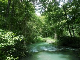 В России есть уникальный лиановый субтропический лес.Единственный в России.Самый северный субтропический лес на планете.Это Самурский лес,и находиться он на самом юге страны,в Южном Дагестане.Но скоро мы можем его лишиться.Питает лес,река Самур.Уже много лет власти продают часть воды соседнему Азербайджану.Это негативно сказывается на природе уникального леса.Экологи и простые люди бьют тревогу,и просят власти обратить внимание на проблему.И они обратили.Начали строить канал,который разделит реку ,чтобы еще больше воды шло в Азербайджан.Это окончательно убьет заповедник.Люди периодически выходят на протесты,но по центральным каналам этого не показывают.Наиболее активных выступающих задерживает полиция.Держат несколько суток,выписывают огромные штрафы,чтобы другим неповадно было.Кроме того,лес продают под дачи для богачей.Вырубаются уникальные многолетние деревья.Но всем плевать.Бабло рулит.А люди в конце концов сдадутся,и сдадут то что еще осталось.Нет у людей сил сопротивляться власти,и их полицаям.