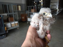 Не подойдёт, а подлетит. Держал в руках двух птенцов, выпавших из гнезда, майна и соколёнка, обоих родители выкормили.