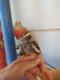 Не подойдёт, а подлетит. Держал в руках двух птенцов, выпавших из гнезда, майна и соколёнка, обоих родители выкормили.