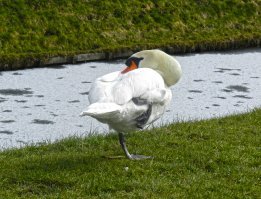 Я снимал такого, давно: