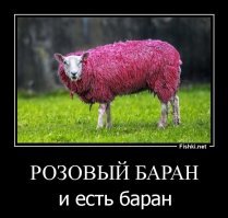 53 рубца на сердце Беларуси