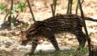 Ну-ну... Это оцелот. Дикая лесная американская кошка. Точнее котенок оцелота. Взрослая кошка весит 10-14 кг и длиной (от хвоста до головы) от 100 до 140 см. Так что это отнюдь не "самая маленькая кошка мв мире".