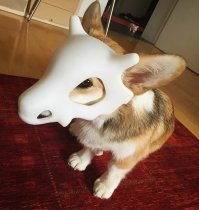 страшнее корги зверя нет :)