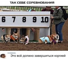 Лютоволк на минималках: 20 фотографий суровых, но милых шведских вальхундов