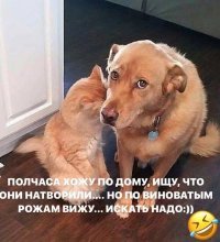Провинившиеся друзья наши меньшие 