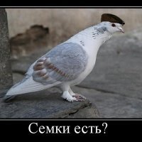 История семечек на Руси: от Петра I до наших дней