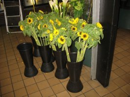 В США при начале массового выпуска чипсов (точнее, того, что у нас называют чипсами :-) провели сравнение, какое масло лучше использовать. Обнаружилось, что лучше всего - подсолнечное. И обнаружилось, что американские сорта подсолнечника масла дают очень мало. В результате были закуплены семена масличных сортов в СССР и сейчас подавляющее большинство посевов подсолнечника там - именно советские сорта. А местные так и используют преимущественно как декоративные