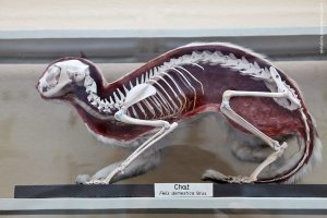 Ну как без котов.