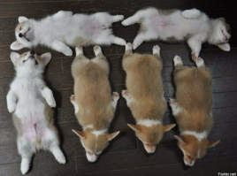 Устал и прилёг: щенок, который умеет "отрубаться" по-настоящему