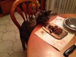 15 невероятно целеустремленных котов, которые готовы на всё во имя еды