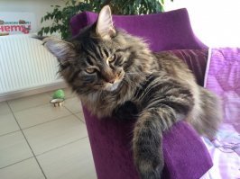 еда моего кота. сам кот