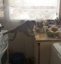 15 невероятно целеустремленных котов, которые готовы на всё во имя еды