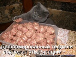 15 невероятно целеустремленных котов, которые готовы на всё во имя еды