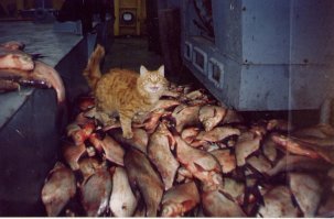 15 невероятно целеустремленных котов, которые готовы на всё во имя еды